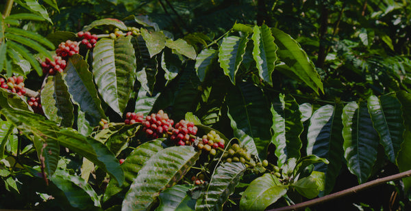 All About Single Origin Coffee Processing Methods