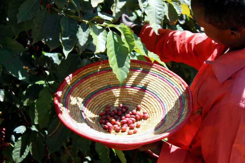 Local farmer picking specialty single origin coffee