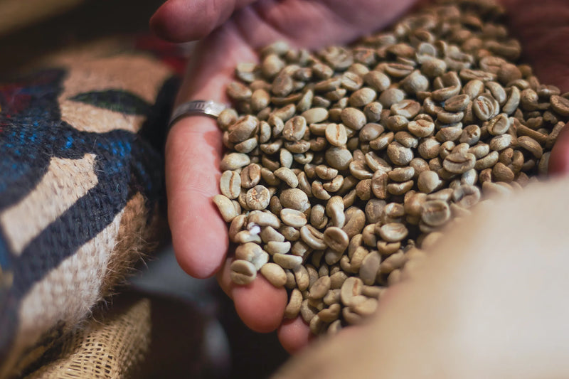 Hand holding green coffee beans close to the camera