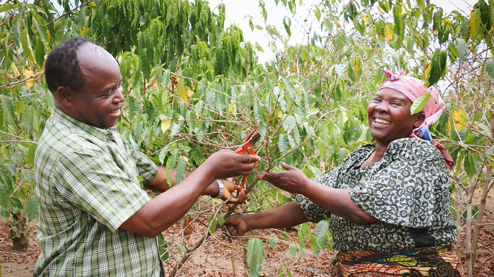 Single origin coffee farmers